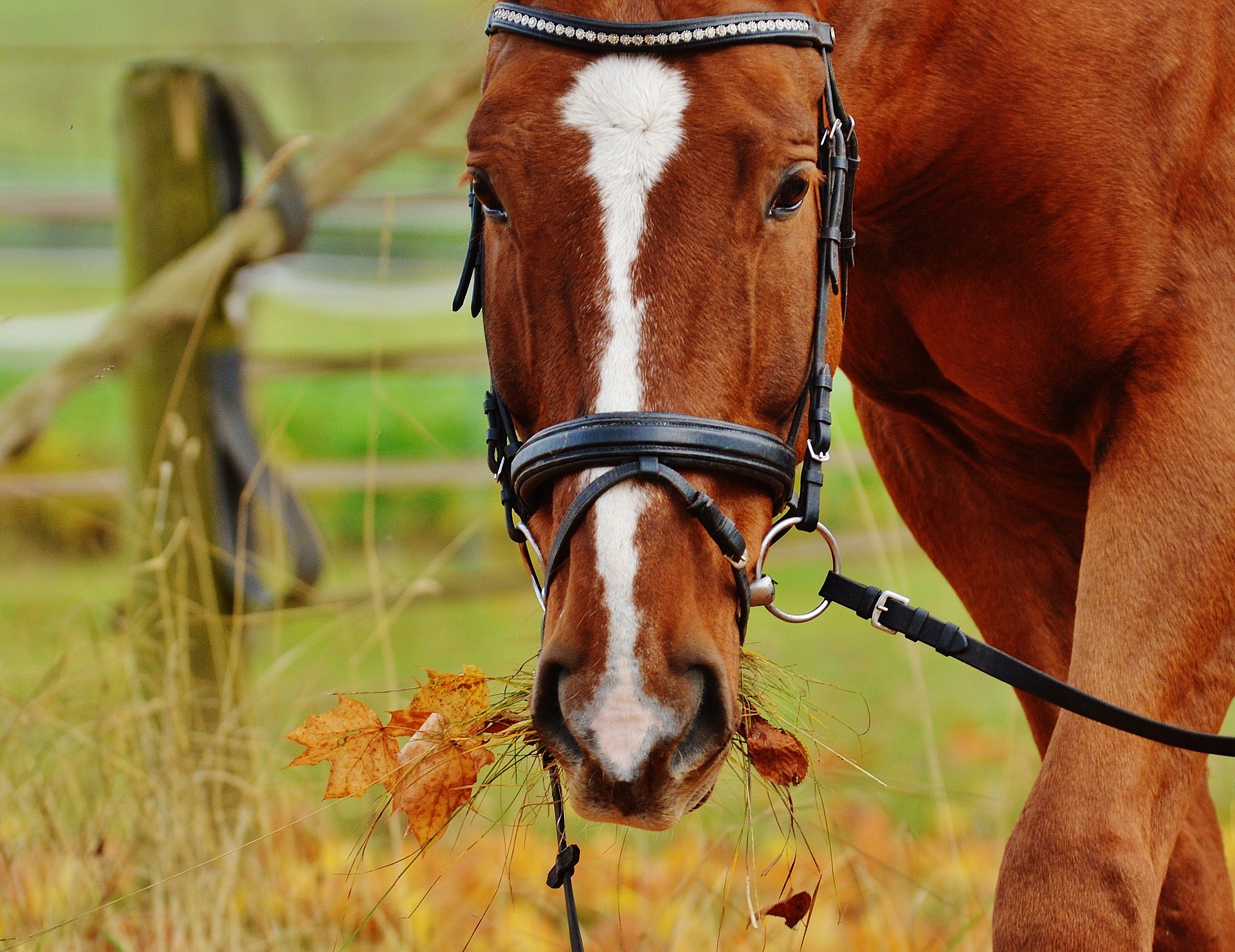 Reiten in Kroatien