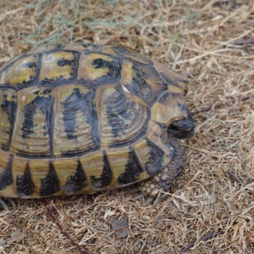 Eindruck Schildkröte 1