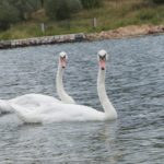 Eindruck Schwan 2